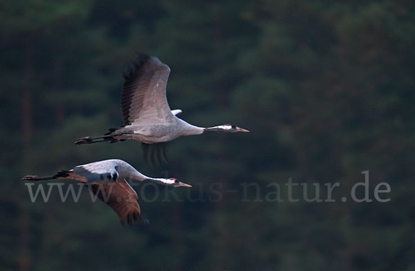 Kranich (Grus grus)