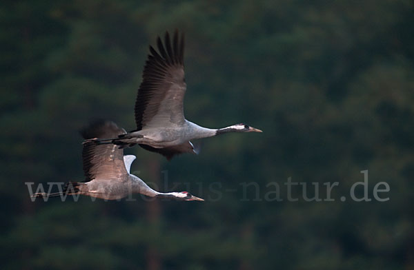 Kranich (Grus grus)