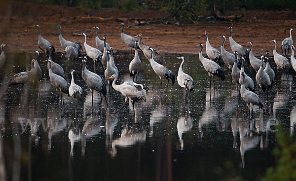 Kranich (Grus grus)