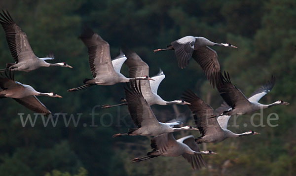 Kranich (Grus grus)