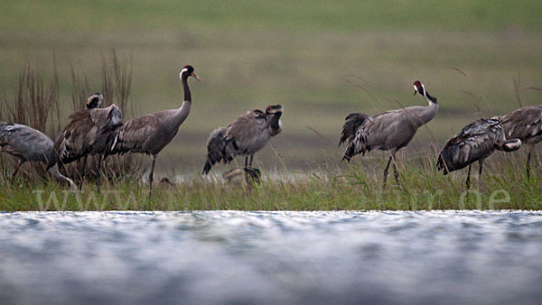 Kranich (Grus grus)