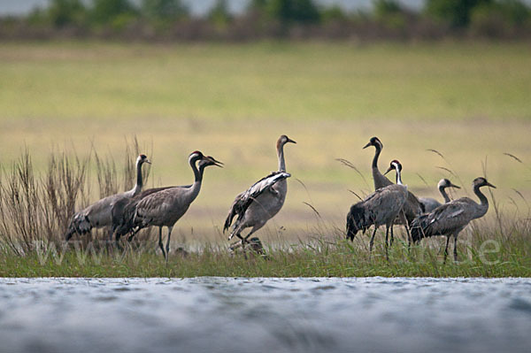 Kranich (Grus grus)