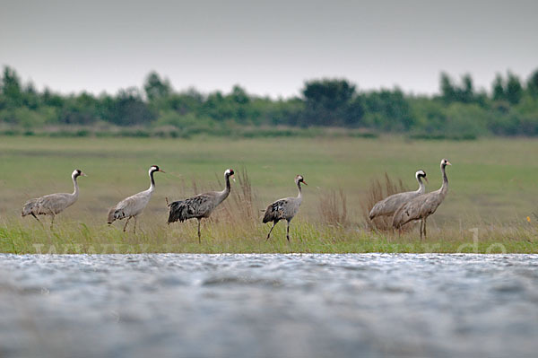 Kranich (Grus grus)