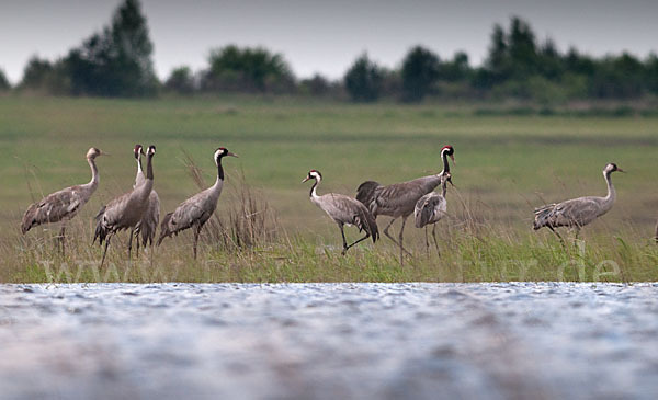 Kranich (Grus grus)