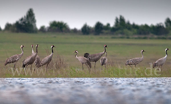 Kranich (Grus grus)