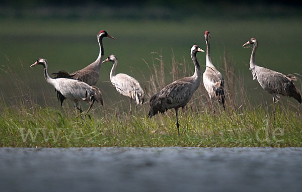 Kranich (Grus grus)