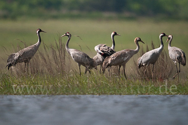 Kranich (Grus grus)