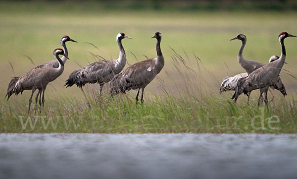 Kranich (Grus grus)