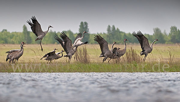 Kranich (Grus grus)