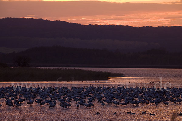 Kranich (Grus grus)