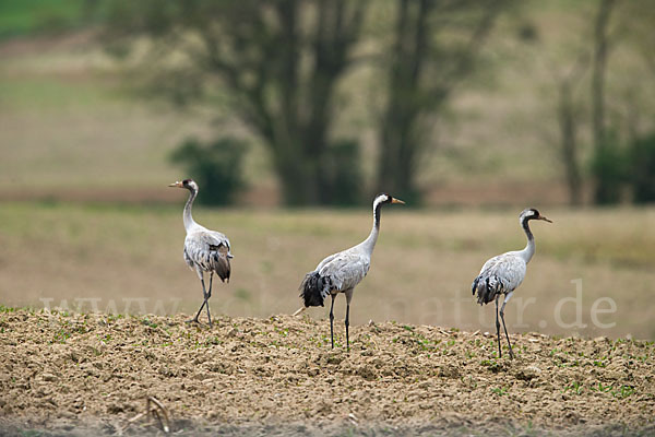 Kranich (Grus grus)