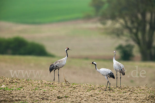 Kranich (Grus grus)