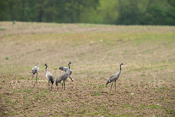 Kranich (Grus grus)