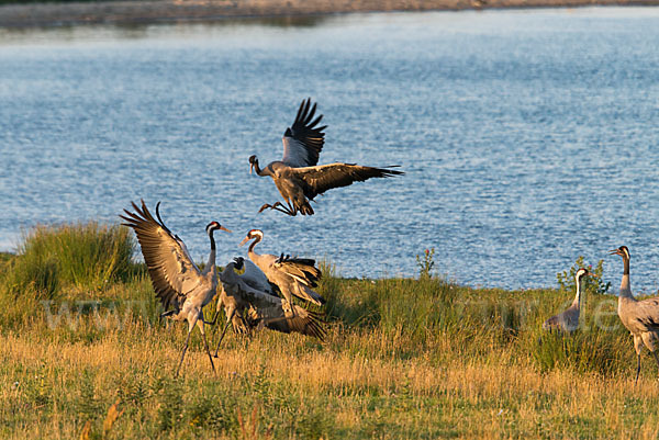 Kranich (Grus grus)