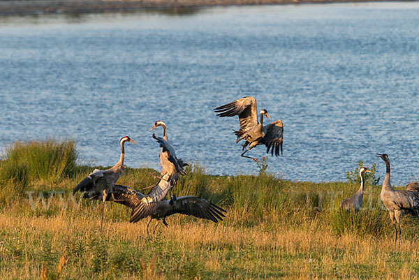 Kranich (Grus grus)