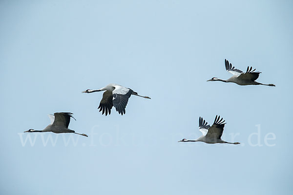 Kranich (Grus grus)