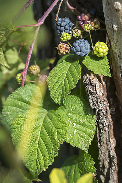 Kratzbeere (Rubus caesius)