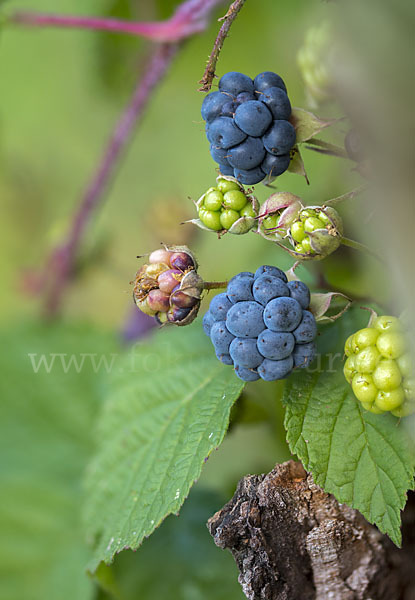 Kratzbeere (Rubus caesius)