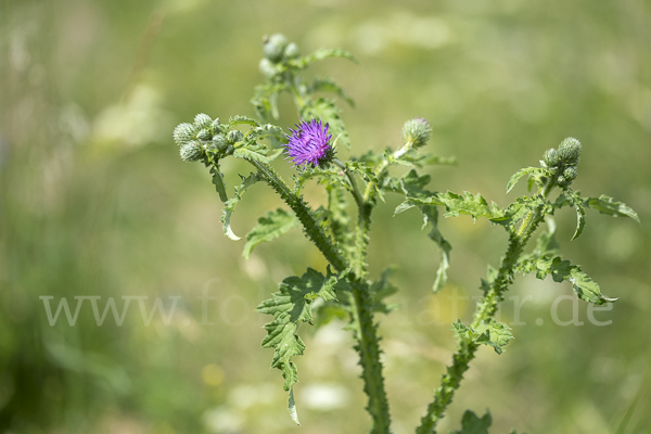 Krause Distel (Carduus crispus)