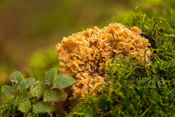 Krause Glucke (Sparassis crispa)