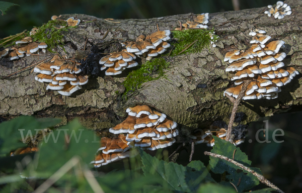 Krauser Adernzähling (Plicatura crispa)