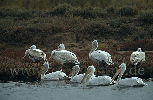 Krauskopfpelikan (Pelecanus crispus)