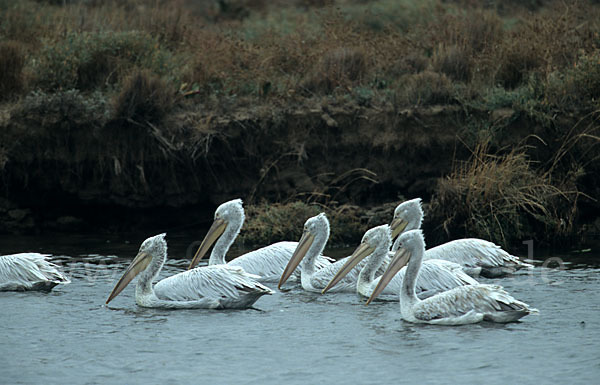 Krauskopfpelikan (Pelecanus crispus)