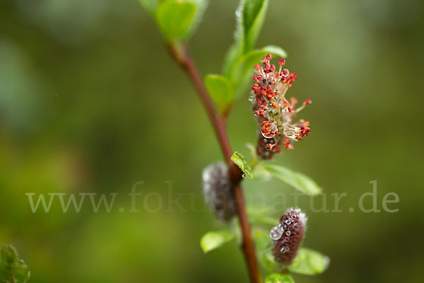 Kraut-Weide (Salix herbacea)