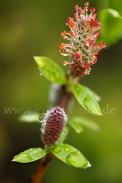 Kraut-Weide (Salix herbacea)