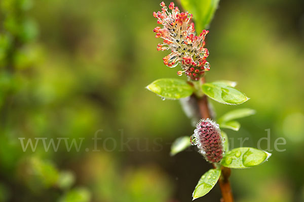 Kraut-Weide (Salix herbacea)