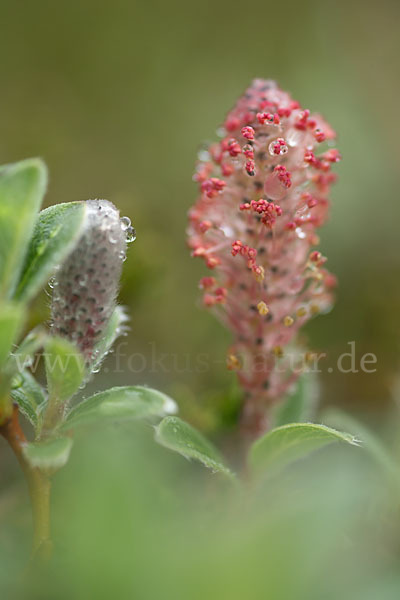 Kraut-Weide (Salix herbacea)