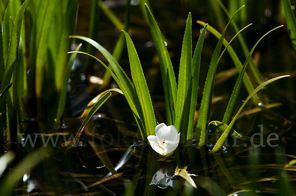 Krebsschere (Stratiotes aloides)