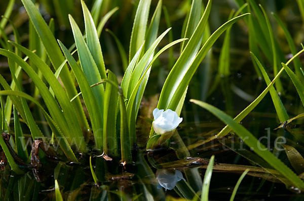Krebsschere (Stratiotes aloides)
