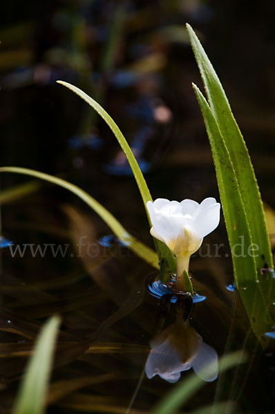 Krebsschere (Stratiotes aloides)