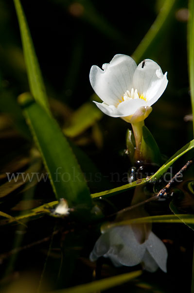 Krebsschere (Stratiotes aloides)