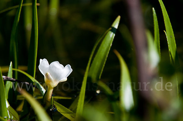 Krebsschere (Stratiotes aloides)