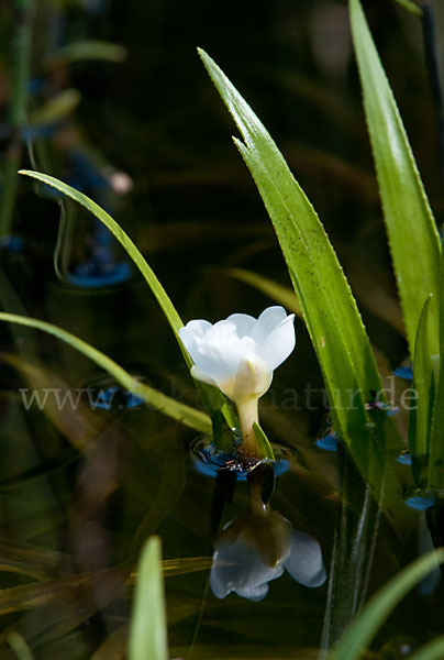 Krebsschere (Stratiotes aloides)