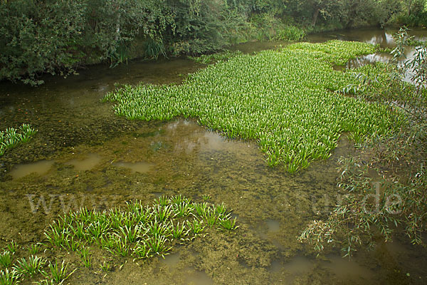 Krebsschere (Stratiotes aloides)