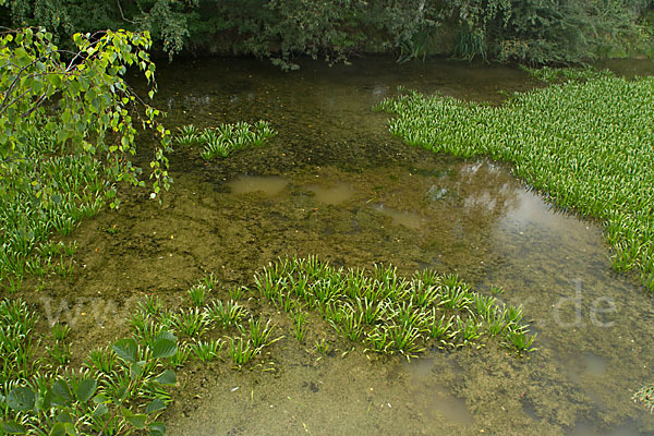 Krebsschere (Stratiotes aloides)