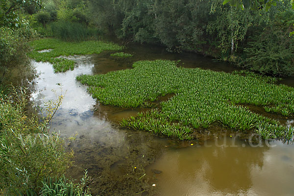 Krebsschere (Stratiotes aloides)