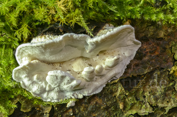 Kreiselförmiger Schütterzahn (Sistotrema confluens)