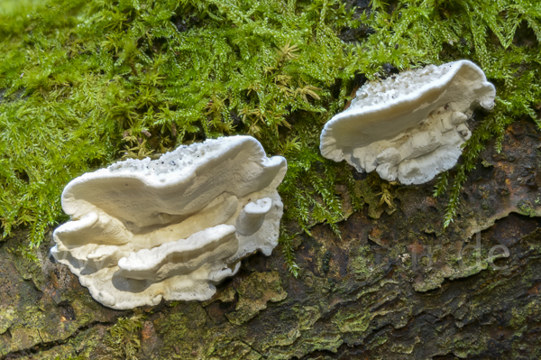 Kreiselförmiger Schütterzahn (Sistotrema confluens)