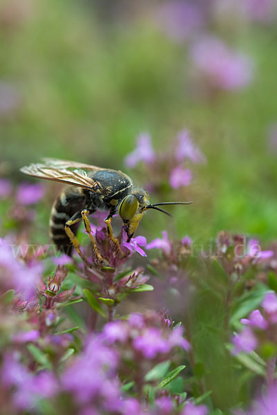 Kreiselwespe (Bembix rostrata)