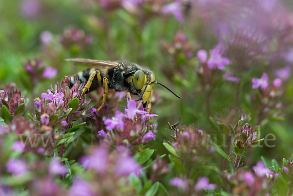 Kreiselwespe (Bembix rostrata)