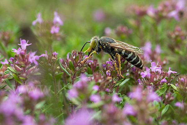 Kreiselwespe (Bembix rostrata)