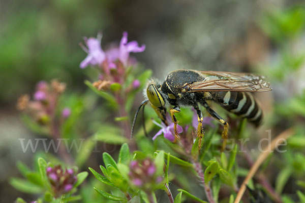 Kreiselwespe (Bembix rostrata)