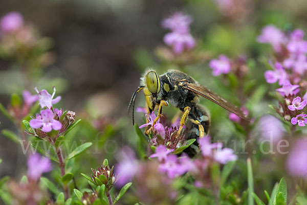 Kreiselwespe (Bembix rostrata)