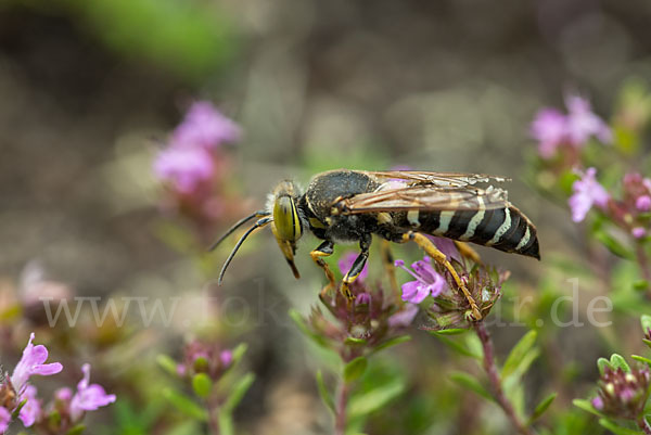 Kreiselwespe (Bembix rostrata)