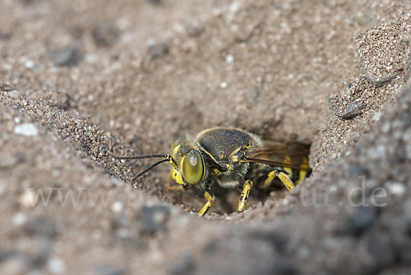 Kreiselwespe (Bembix rostrata)