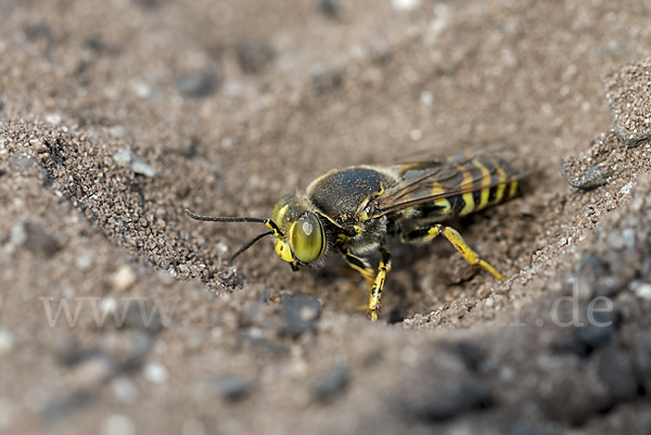 Kreiselwespe (Bembix rostrata)